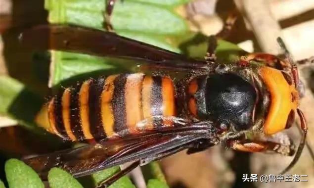 中国大虎头蜂打得过蚂蚁吗,虎头蜂入侵乡村