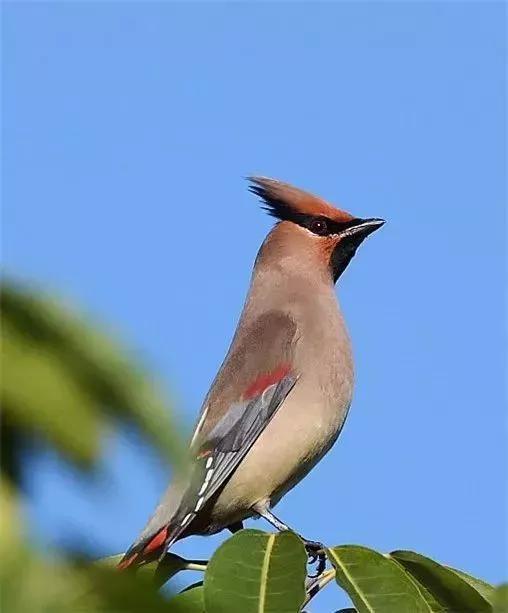 太平鸟图片素材,太平鸟图片大鸟