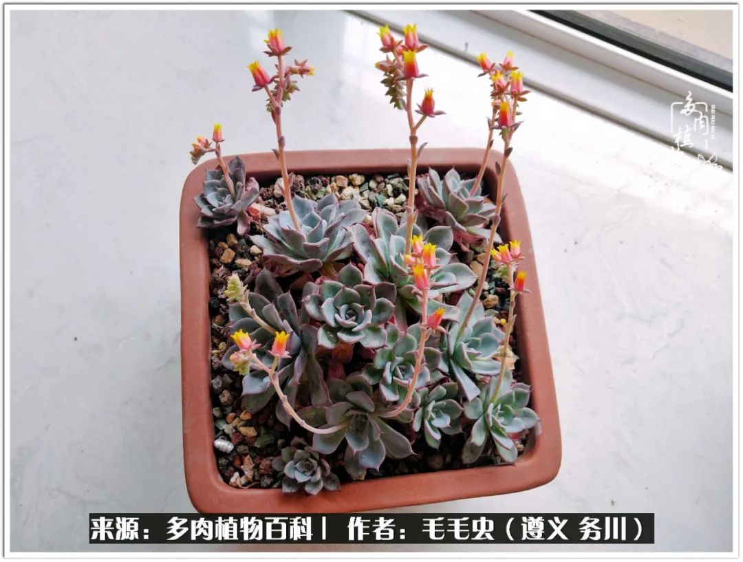 多肉可抵岁月,多肉之花语