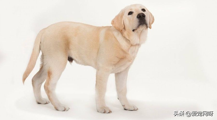 拉布拉多犬怎么养怎么训练,拉布拉多狗属于什么型犬