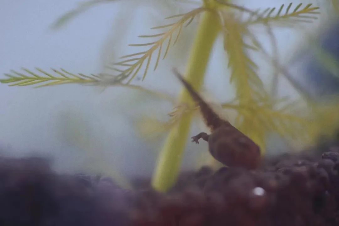 当孩子问你问题怎么回答,孩子问什么都不说怎么沟通