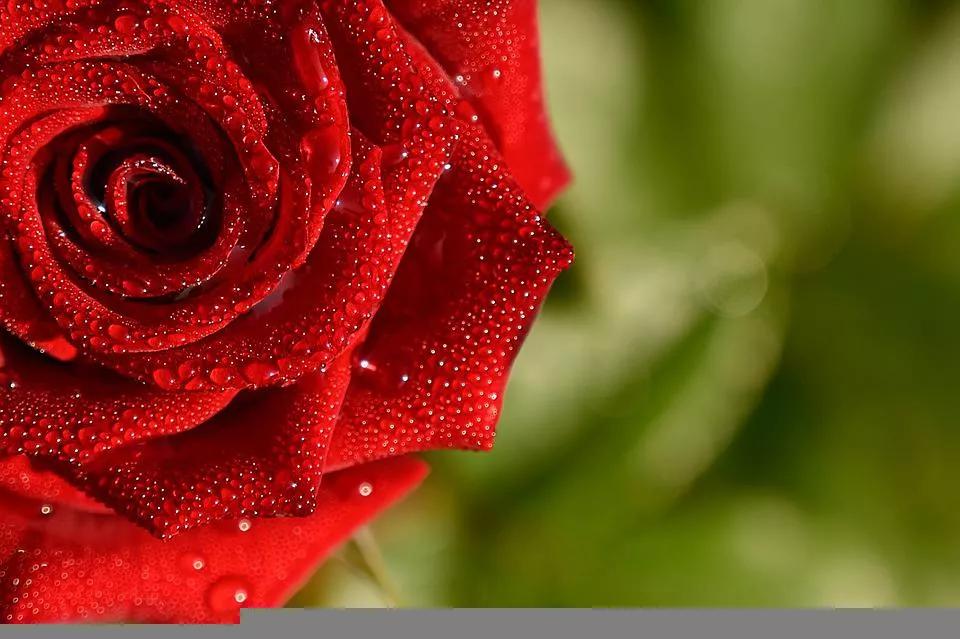 520适合发朋友圈的配图爱情,入目无别人四下皆是你英语