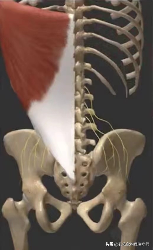 从臀部到小腿麻木疼痛怎么回事,臀部小腿酸胀是怎么回事