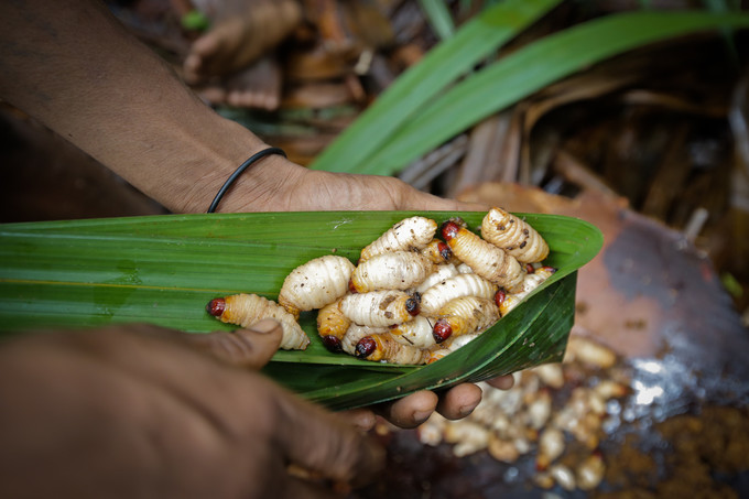 食人族究竟是食人族还是食族人,食人族原始部落曾经真的吃人吗