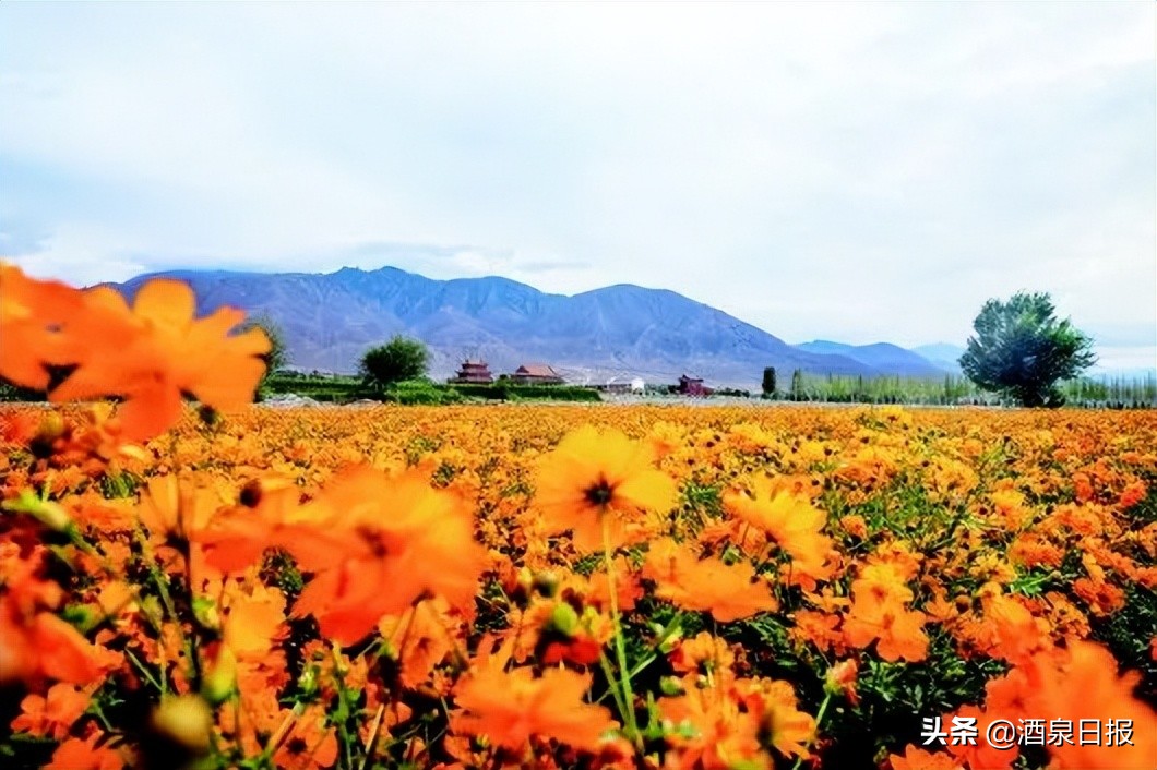 酒泉次第花开,酒泉静待花开