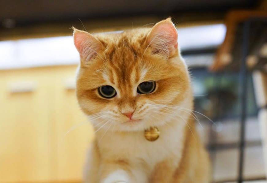 猫猫如何快速的教它不要咬手,猫猫怎么防止应激