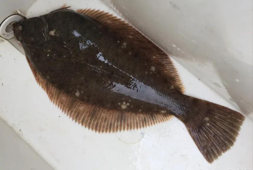 100种常见海鱼大全,常吃的海鱼图片及介绍