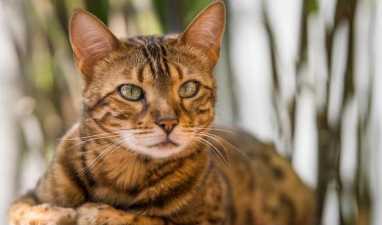 广东老太太捡了一只猫,广东老太上山捡了只小猫