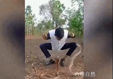 想舞三条眼镜蛇？印度一男子反被眼镜蛇咬伤，使用了多瓶血清救助