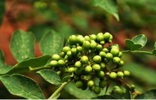 藤椒生长过程图片,藤椒是什么时候进入中国的