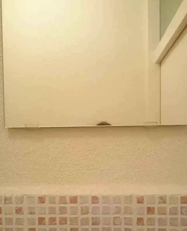 矮个子网友自爆在荷兰还没垃圾桶高？！众人围观后：又惨又好笑…