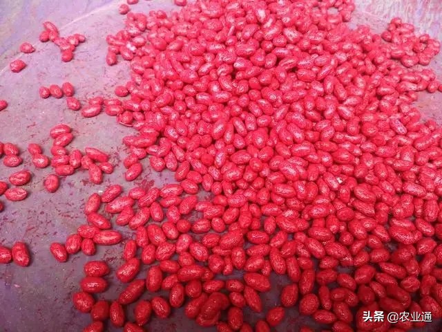 花生播种时间和播种技术要点,种花生晴天播种好还是雨天播种好