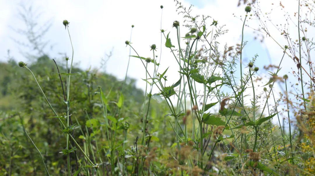 强健筋骨止疼的中药,温经通络强壮筋骨的中药