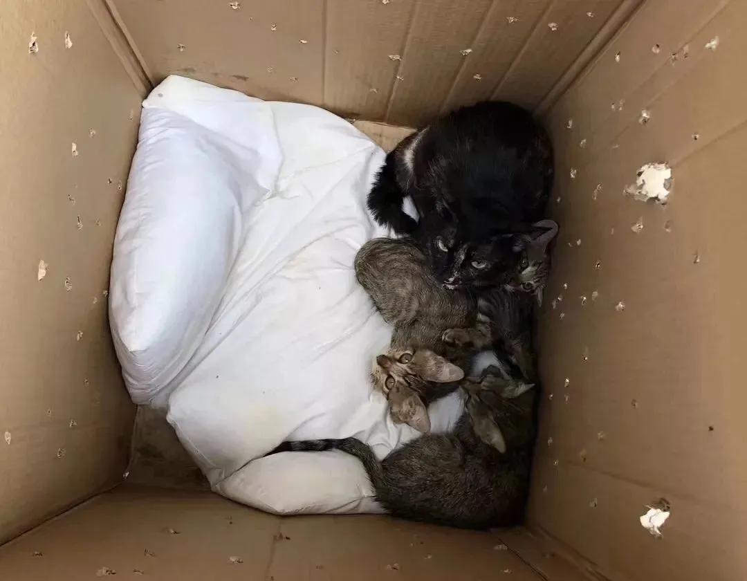 “猫咪发情，可以用棉签帮它爽爽吗？”