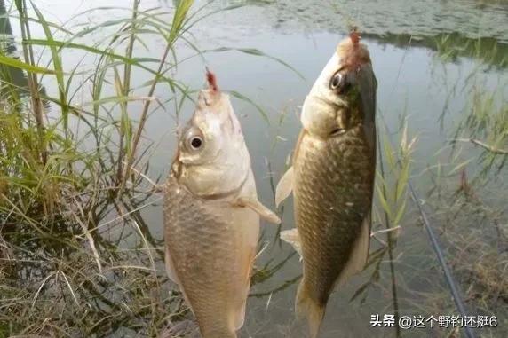 钩距的使用方法和技巧,钩距怎么调整最好