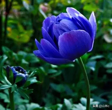 鲜花五彩缤纷争奇斗艳,最美鲜花一年四季都在争艳怒放