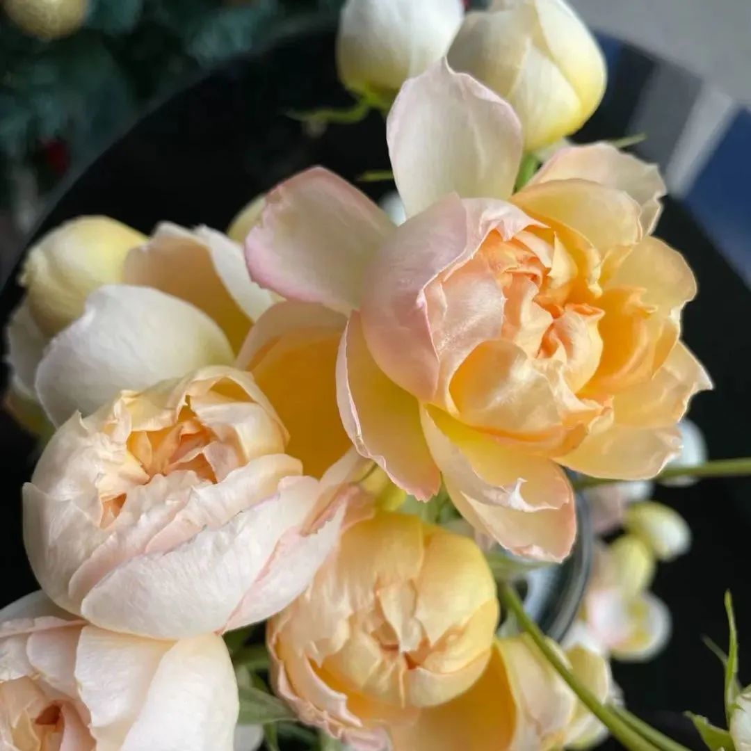 新手必看鲜花养护攻略,鲜花在水里能养几天会死