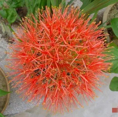 罕见漂亮的鲜花,全球最漂亮的鲜花