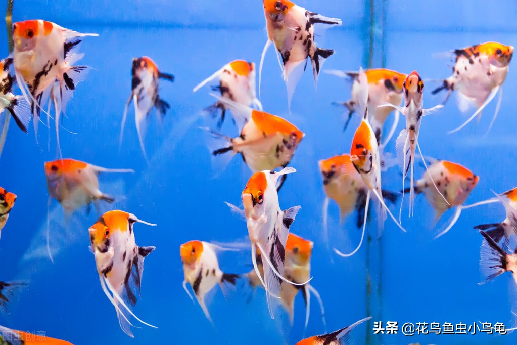 孔雀鱼鱼缸水浑浊怎么变清,鱼缸加了除藻剂水浑浊怎么变清