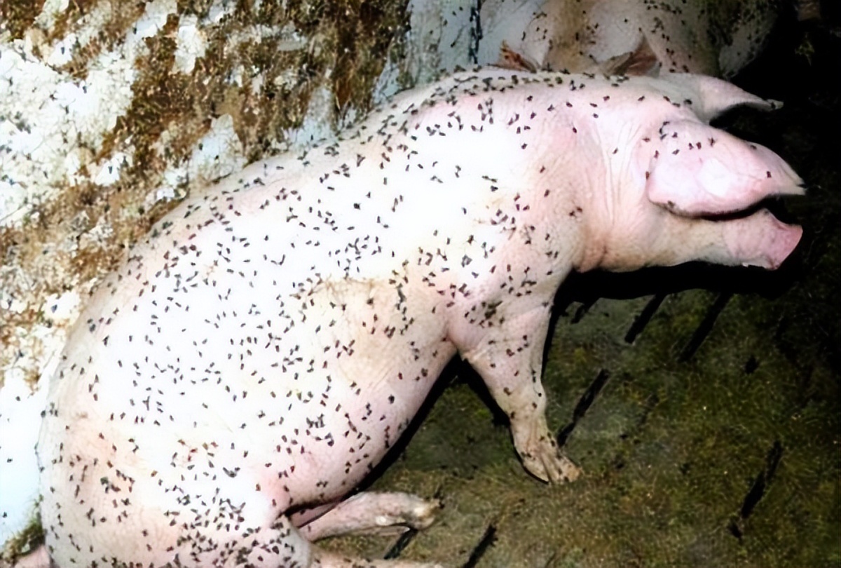 苍蝇在猪场的危害知道吗,猪场用氯氰菊酯杀苍蝇安全吗