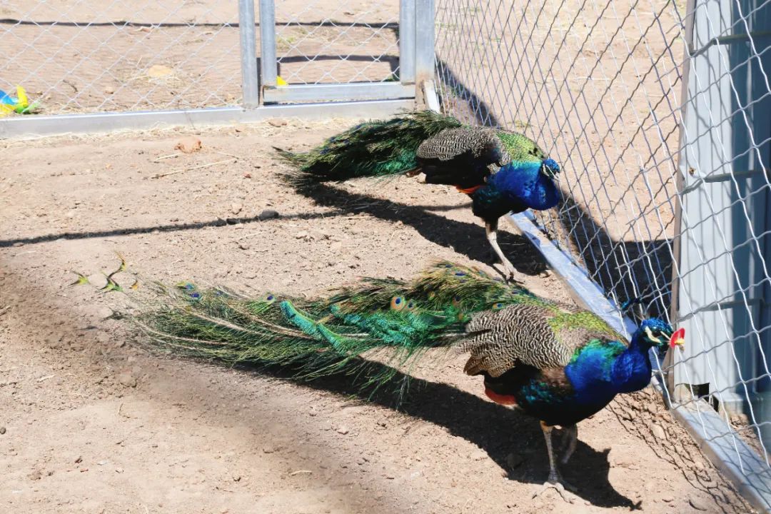 犇福金达莱地址,犇福农场金达莱多吗