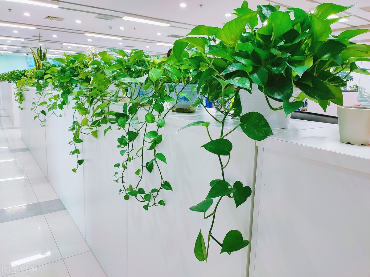 绿萝怎么修剪才能长得更好,绿萝怎样修剪才长得茂盛