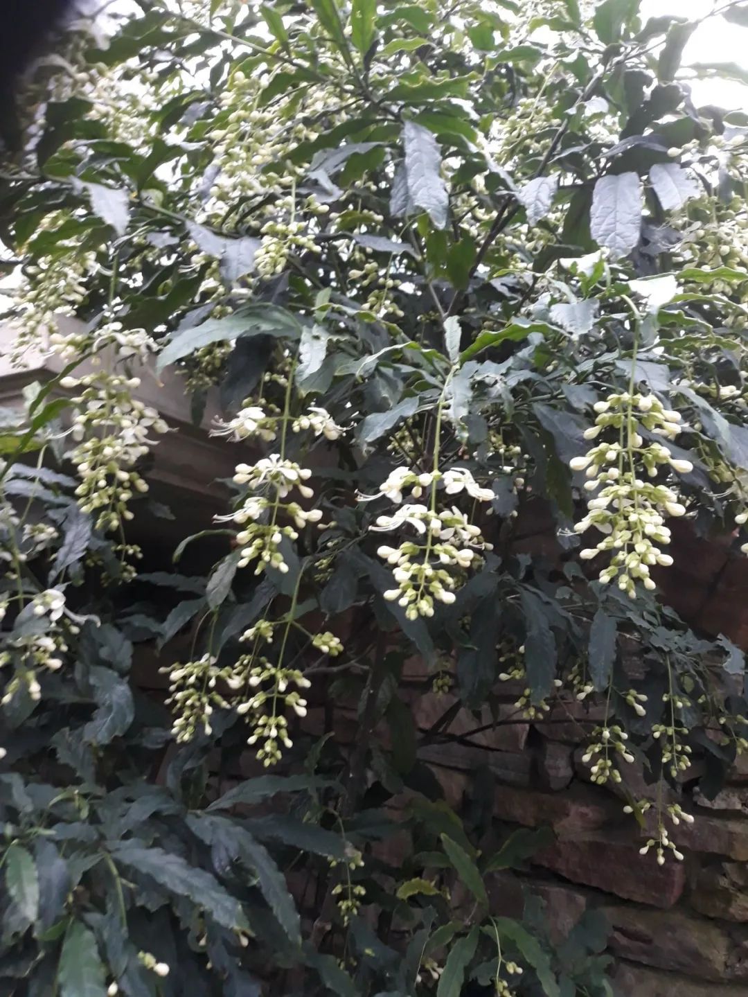 垂丝茉莉红萼与绿萼区别,垂丝茉莉和哪种花相似