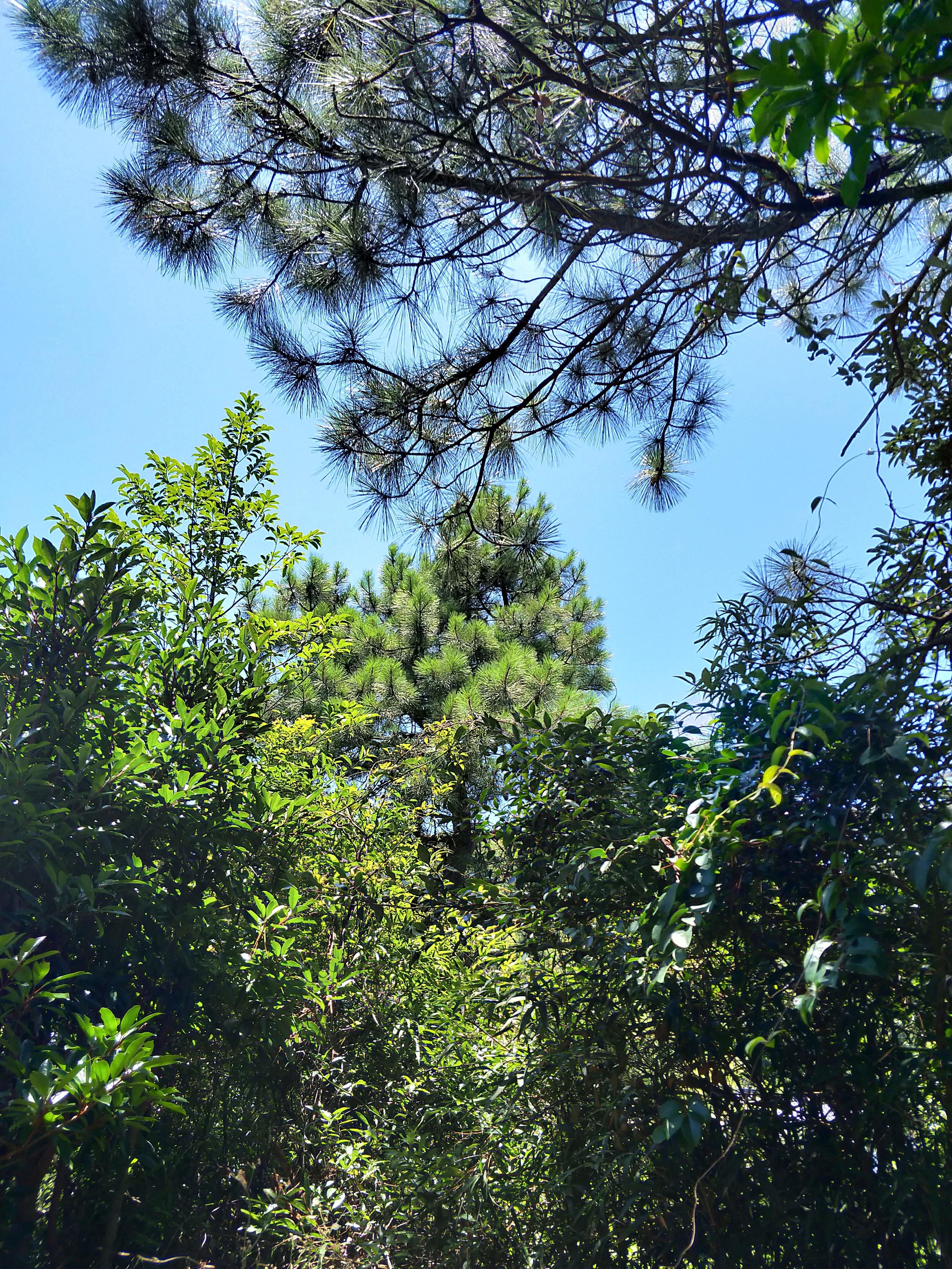 为过世的人祈福的佛语,去寺庙为死去的人祈福