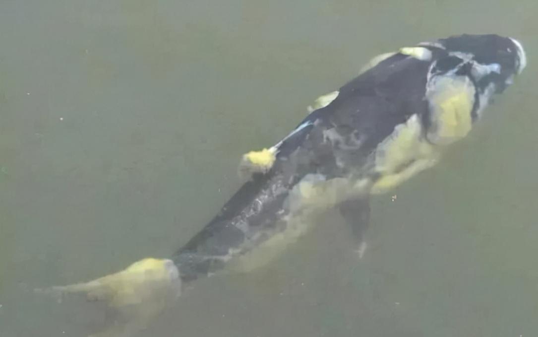 鱼如何预防水霉病,鱼水霉病的防治方法