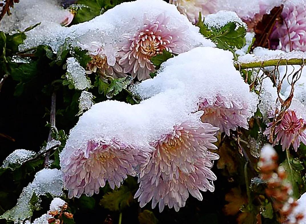 冷冬寒菊,冬菊与夏菊的区别