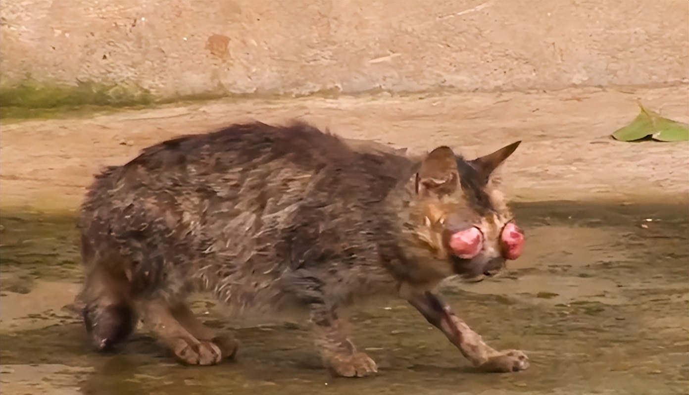 猫咪失明眼球肿大凸出,猫咪失明但眼睛装下了整片星空
