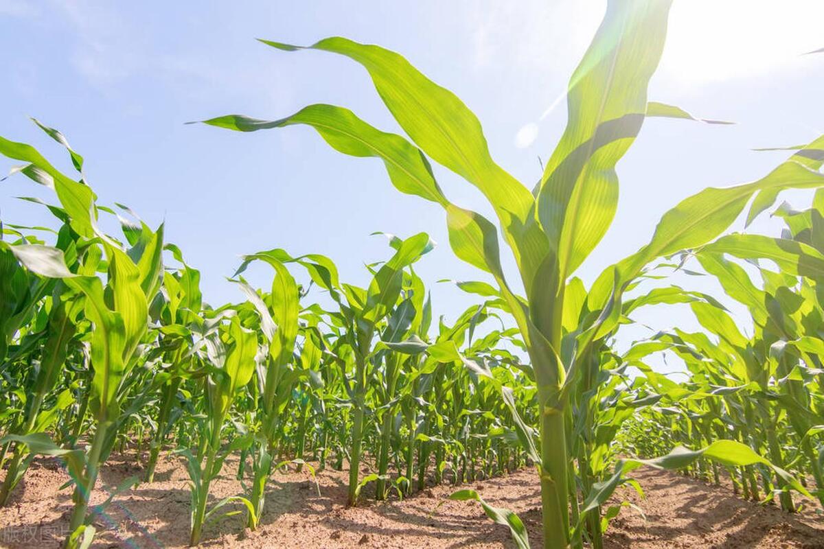山东省菏泽曹县种什么玉米品种好,山东省玉米早熟品种
