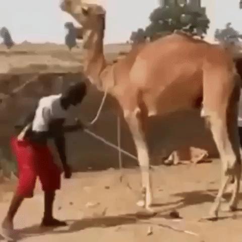 把骆驼卖给阿拉伯人，朋友两年赚出了七套房