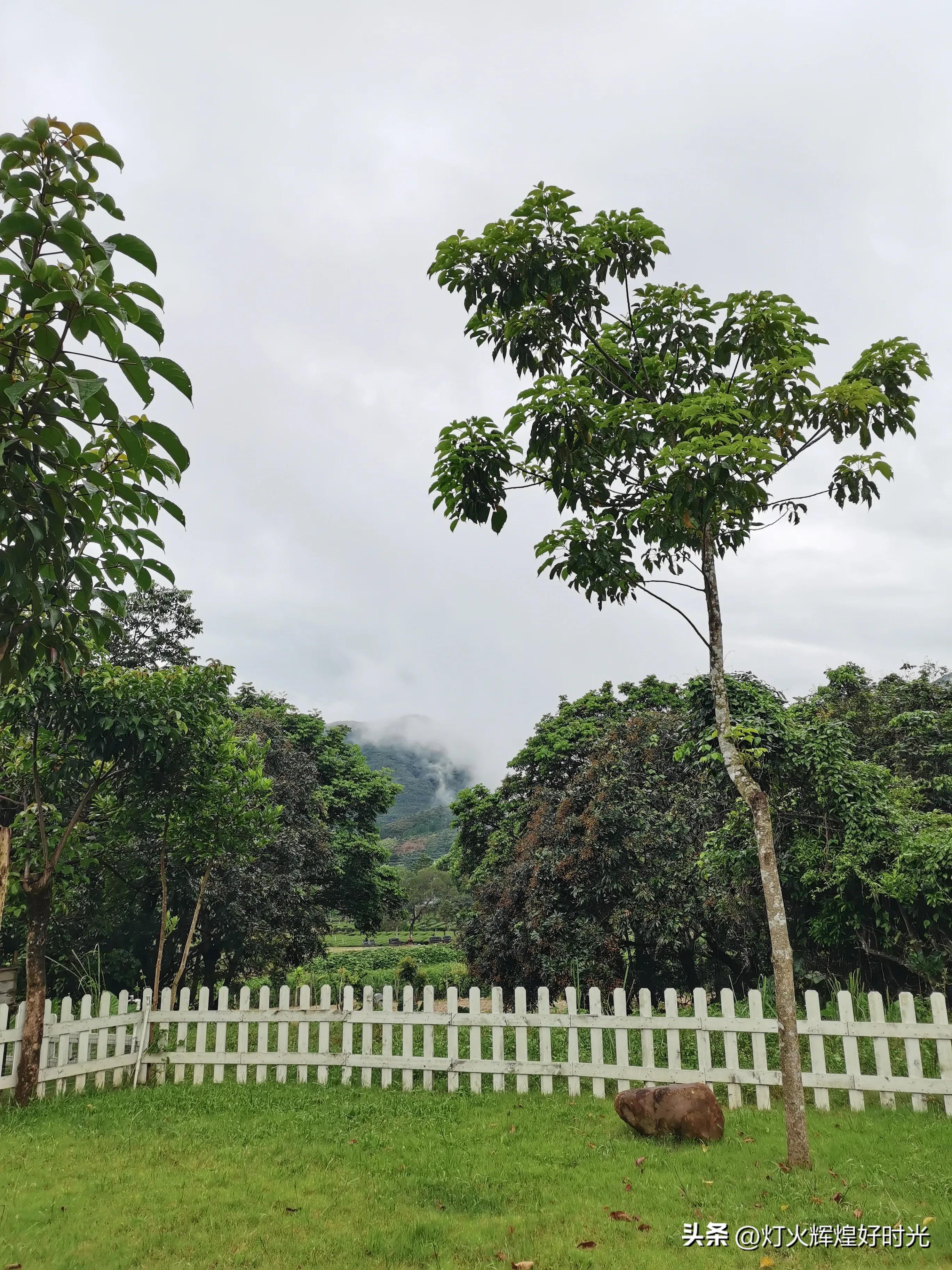 夏日掠影,雨天花开,人见人爱