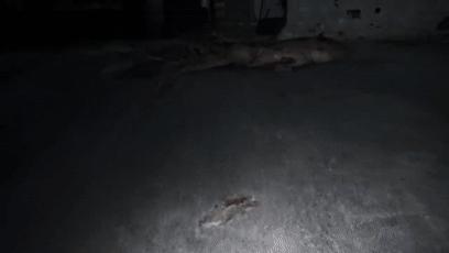 僵尸水族馆原片 (恐怖鲨鱼僵尸)