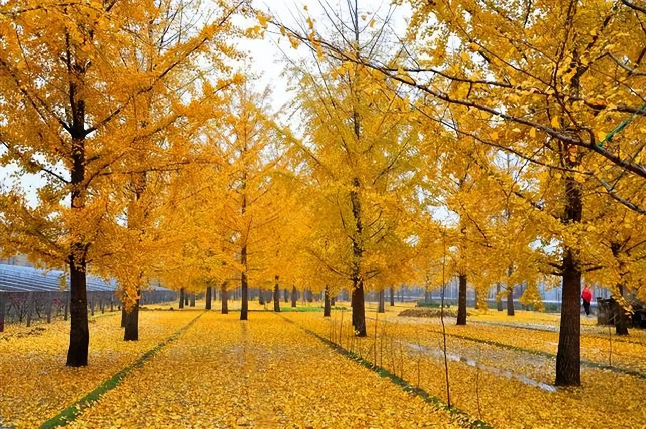 给钱就卖的苗,给钱就卖园艺