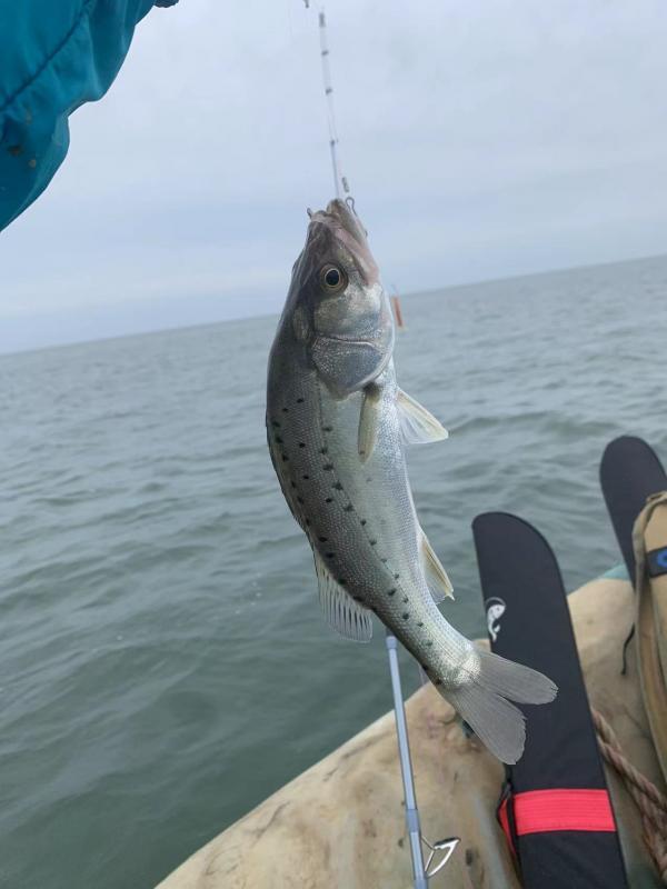 渤海海钓推荐,海钓体验游玩攻略