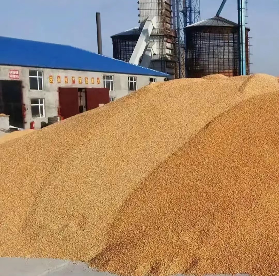 我们连年满车满船地从海外买粮食，中国的饭碗还能端得稳吗？