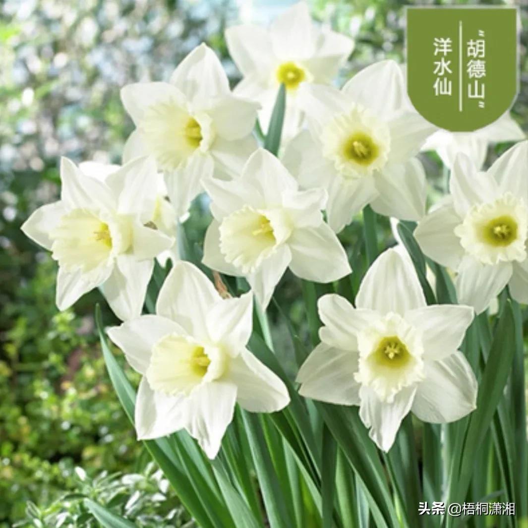 这种花养护非常简单,4种花随便一养就爆盆