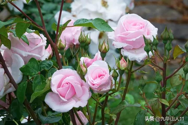 20cm大花重瓣月季品种,黄颜色大花月季是什么品种