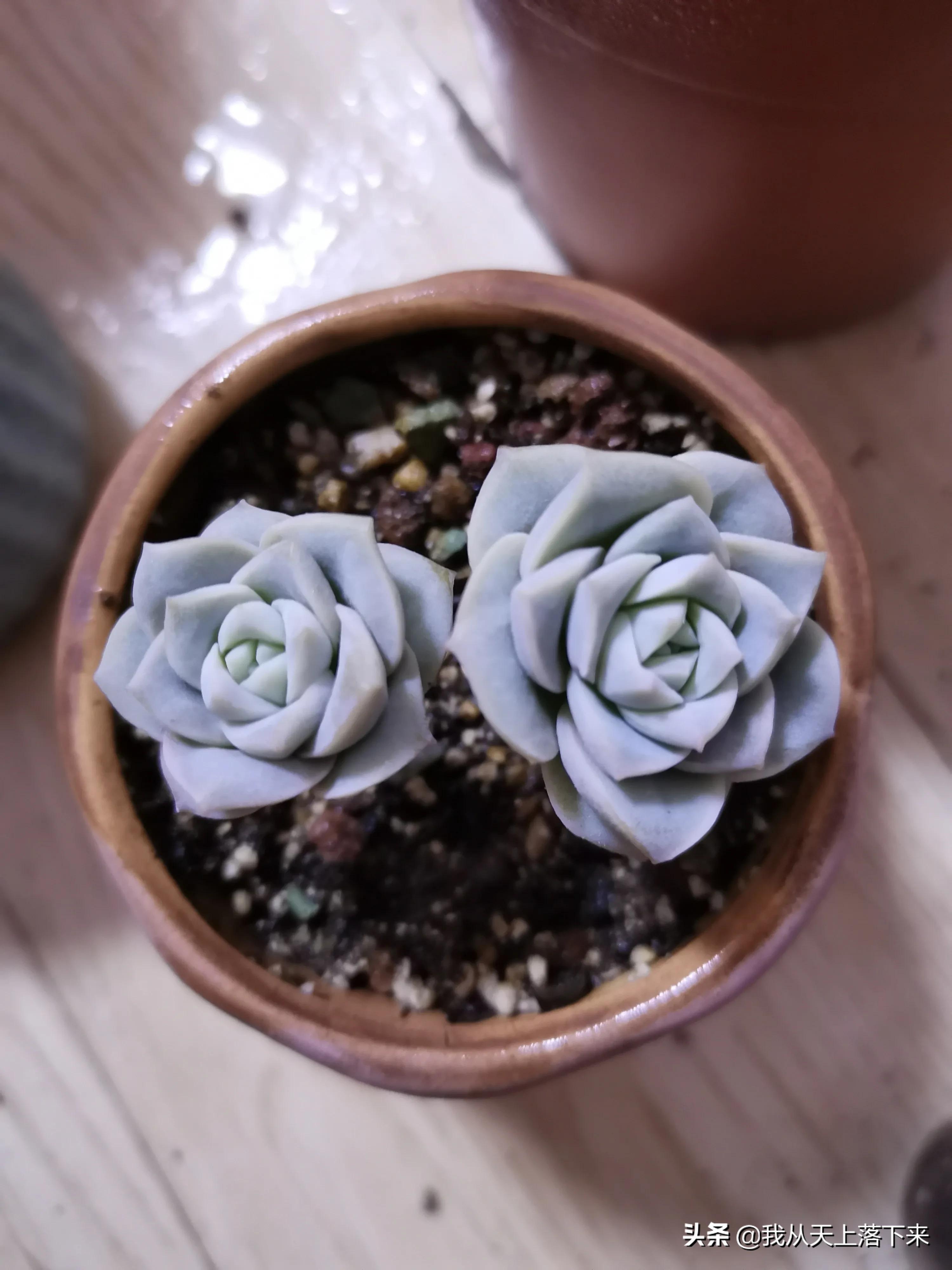 多肉品种及图片大全欣赏,多肉品种辨别图片大全欣赏