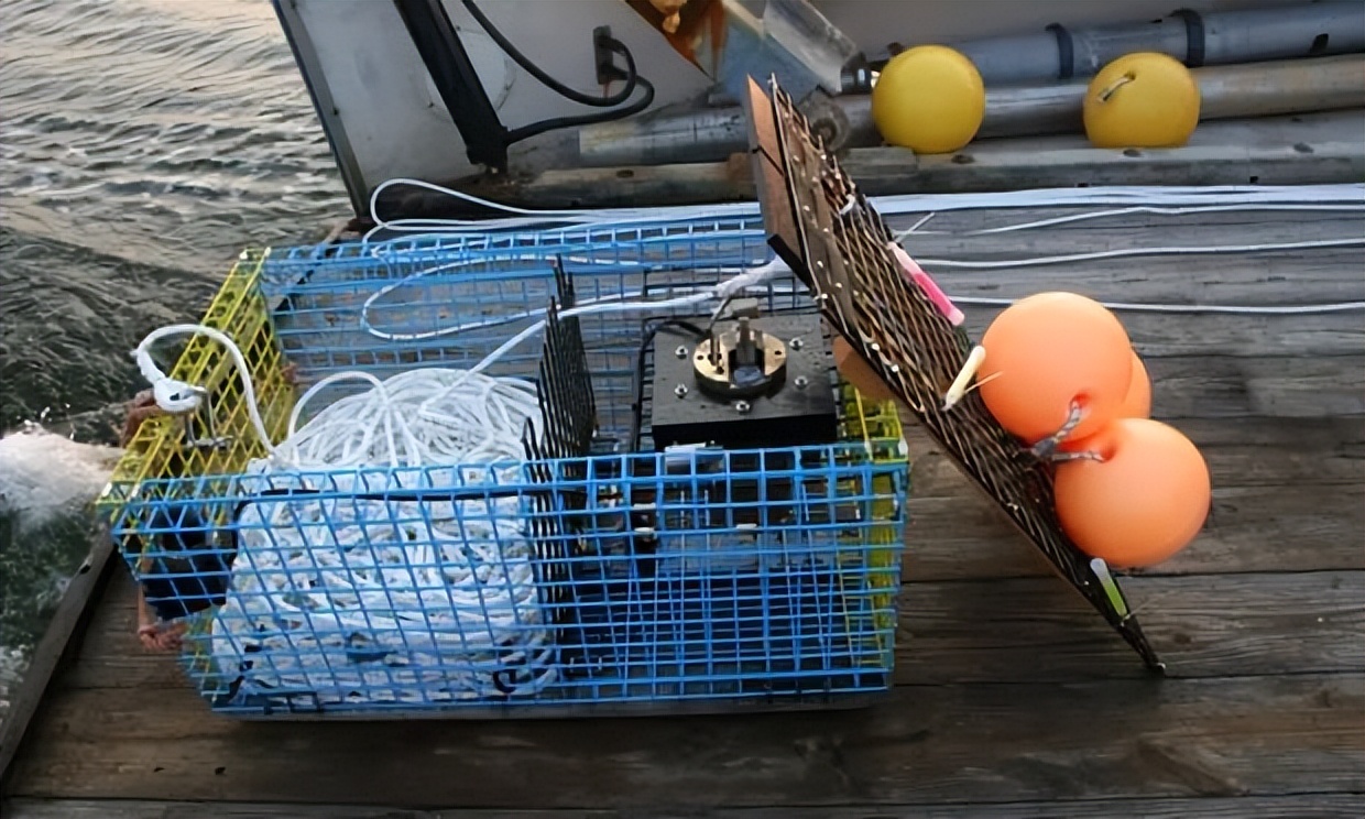 加拿大纽芬兰雪蟹捕捞,纽芬兰雪蟹