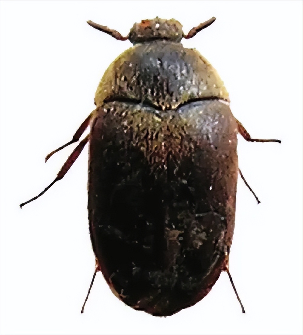 如何防止蚊虫进房间的方法,室内总有蚊子或者虫子怎么办