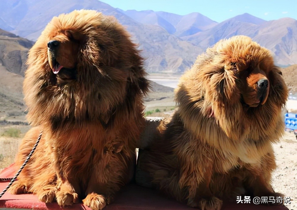 纯种野生藏獒濒临灭绝,藏獒这10年来都经历了啥