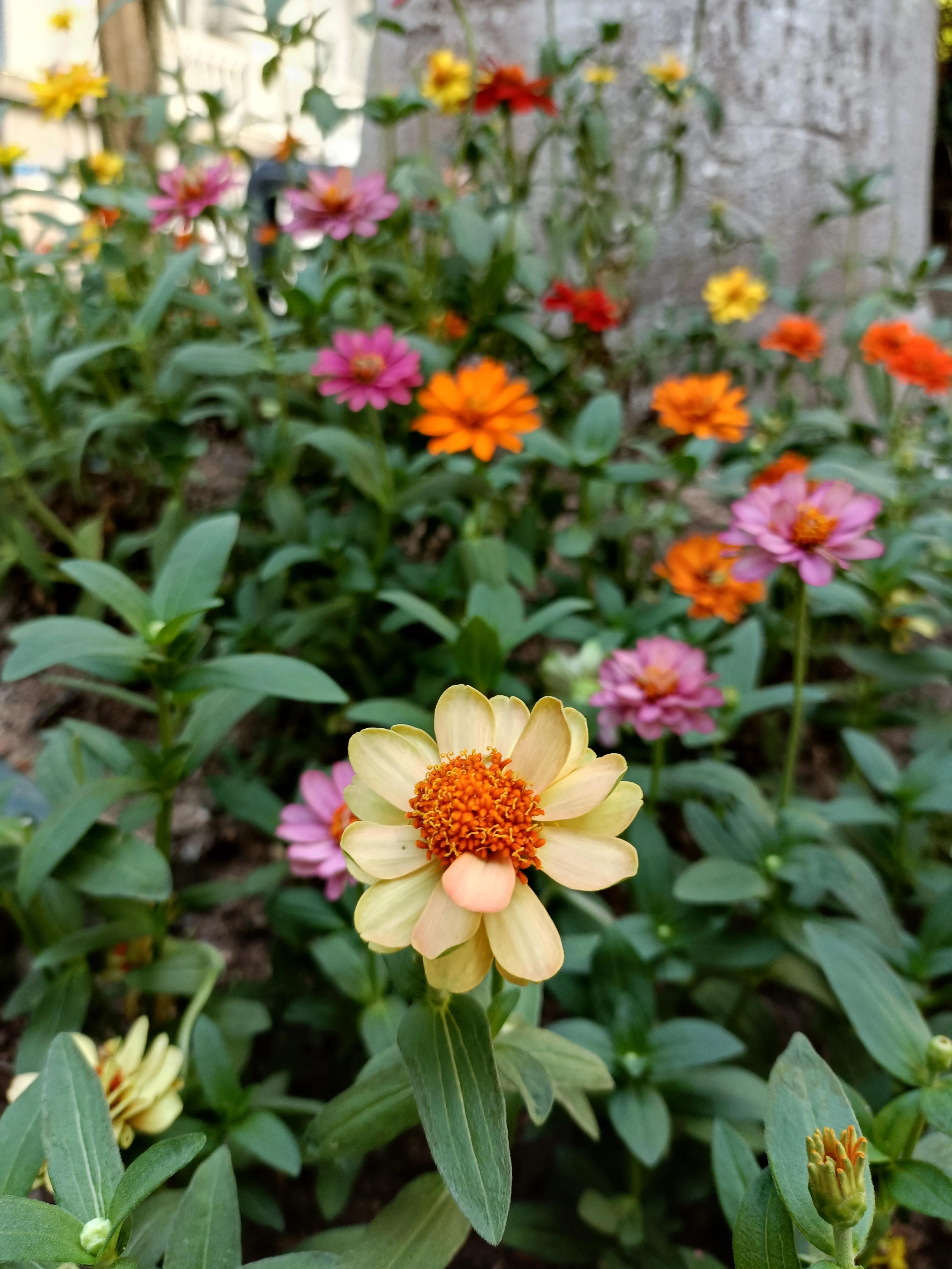外地人鼓浪屿旅游攻略,鼓浪屿半日游玩