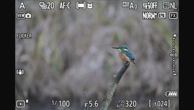 拍的鸟不够清晰怎么办,佳能拍鸟器材最佳配置