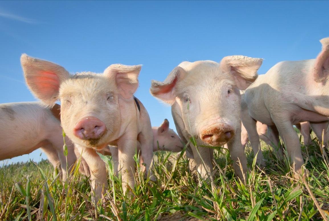 猪胀气的原因及防控措施,猪胀气的最快解决方法