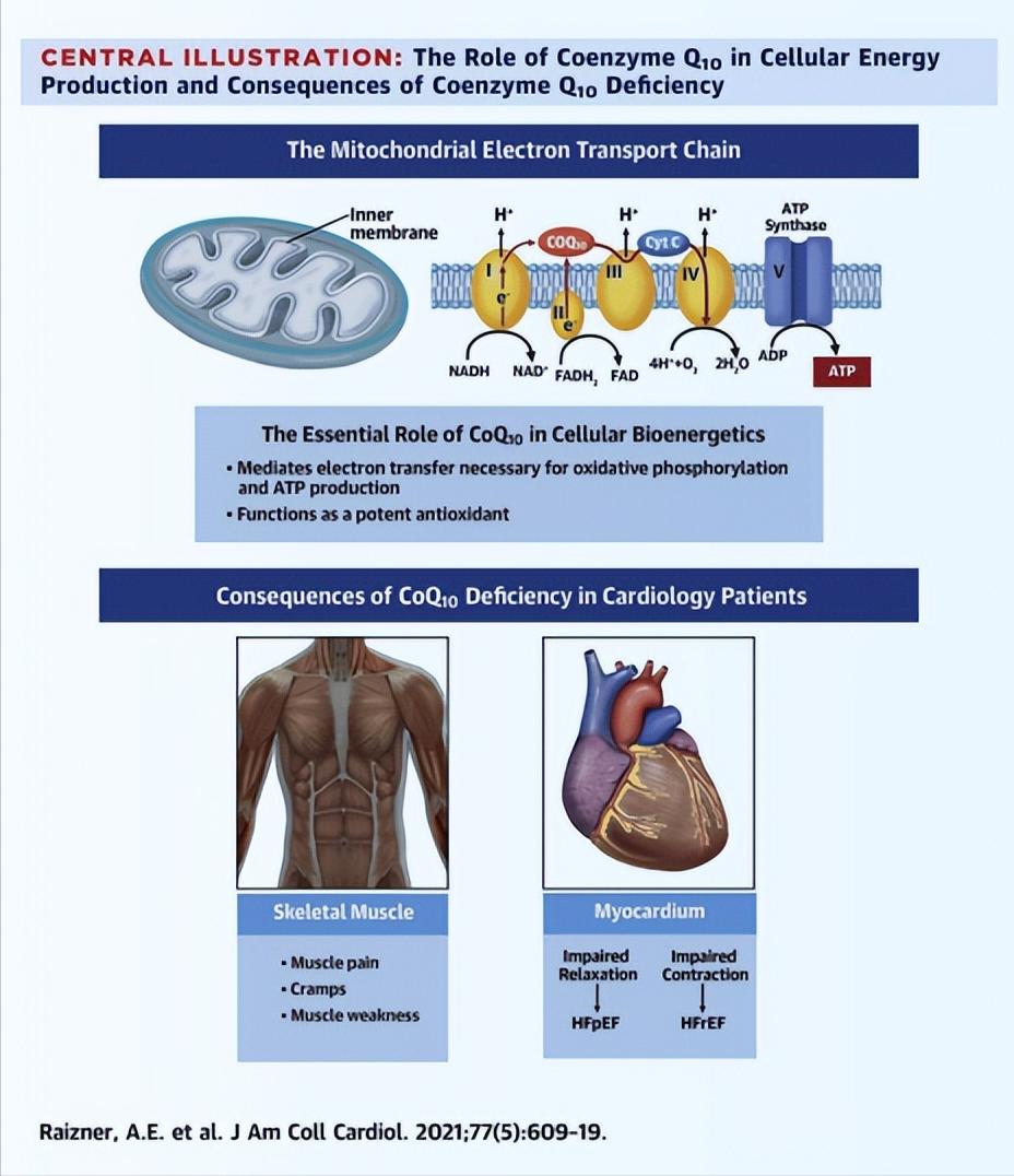 你所不知道的辅酶q10,最新一代辅酶q10是什么