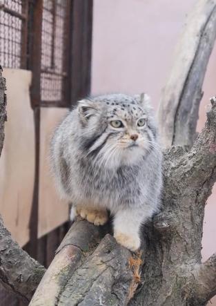 中国最大无人动物园,中国十大动物园红山动物园