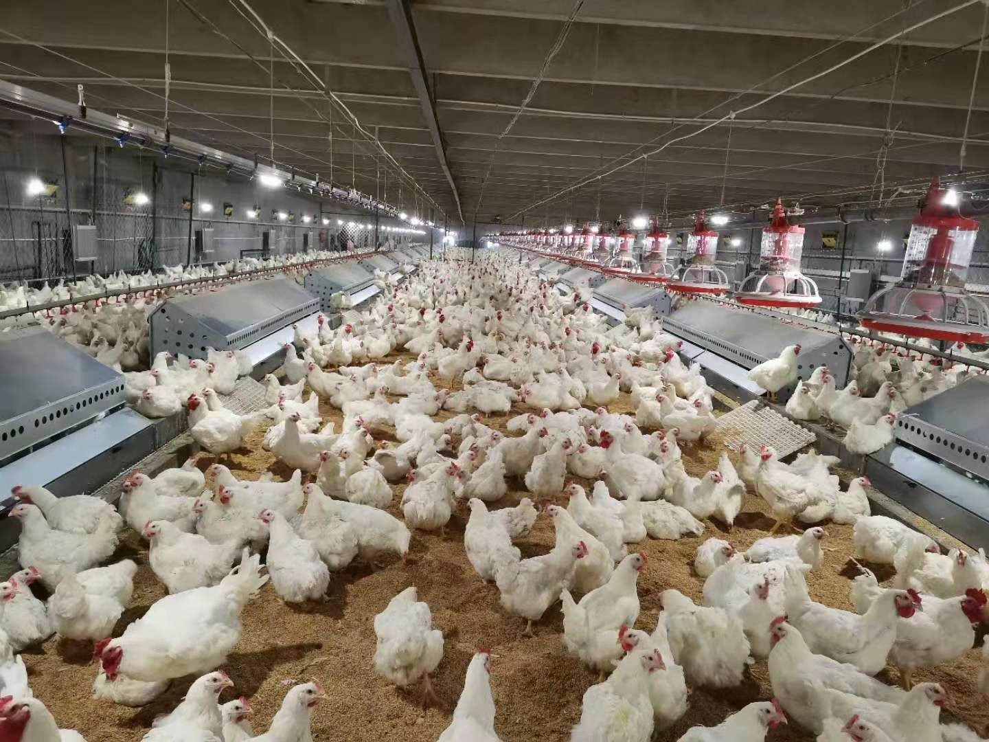 禾丰饲料邱嘉辉照片,禾丰集团邱嘉辉个人简介